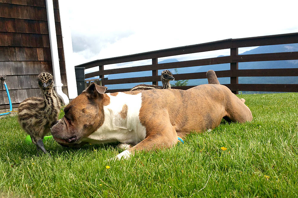 Meadow valley hot sale bulldogs