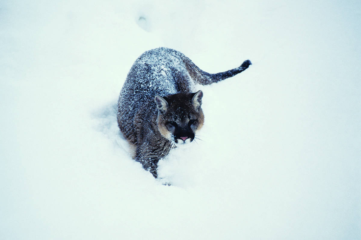 2 dogs die in attacks as deep snow pushes B.C. cougars out of Cariboo forests