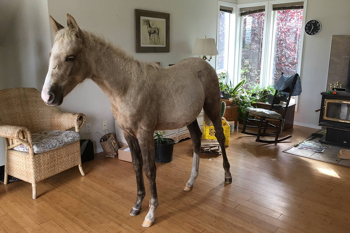 13695859_web1_Happy-the-horse-livingroom-26sept18