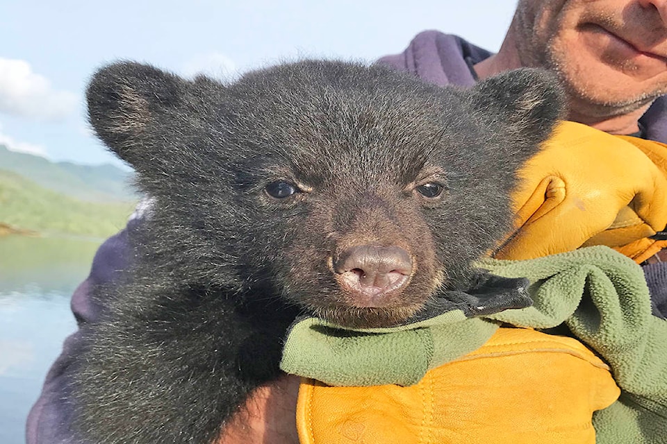 14630008_web1_181205-UWN-Tofino-bear-dies_1