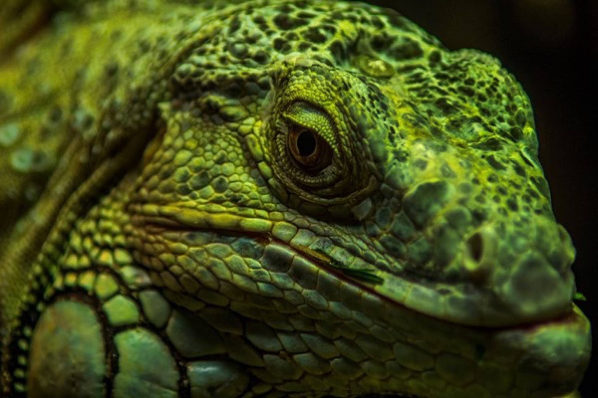 PHOTOS: Snap a one of a kind picture of wildlife and enter to win a trip to Yukon