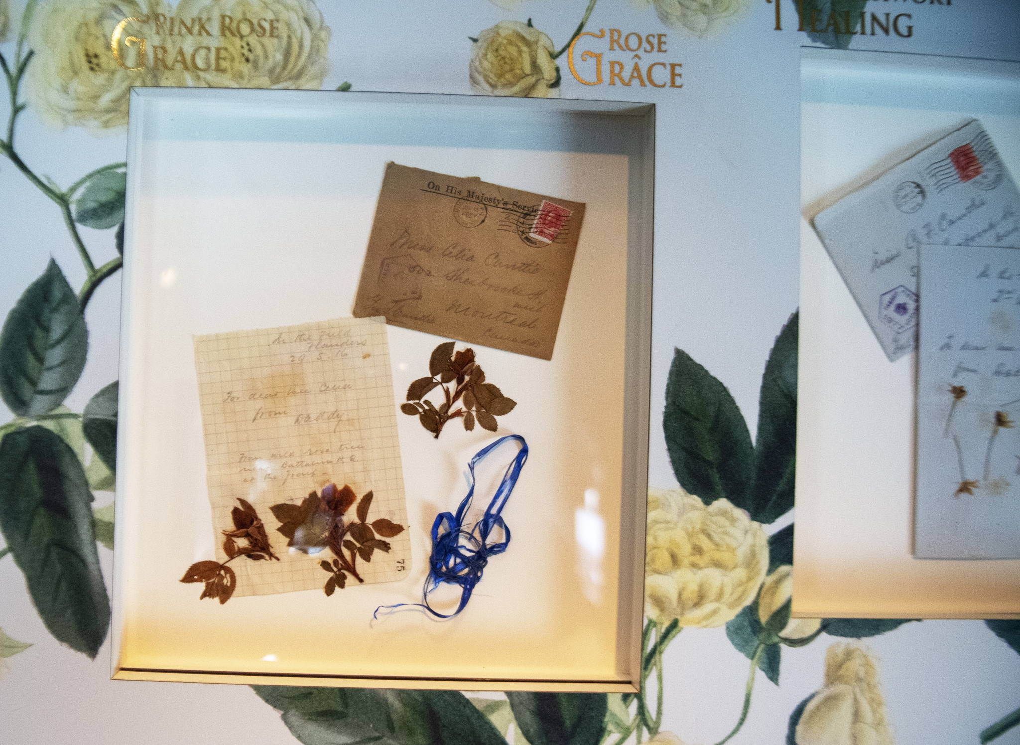 Poppies from the First World War tour country as symbol of hope, resilience