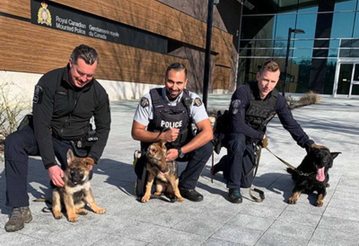 PHOTOS: RCMP call on kids to name latest police puppy recruits