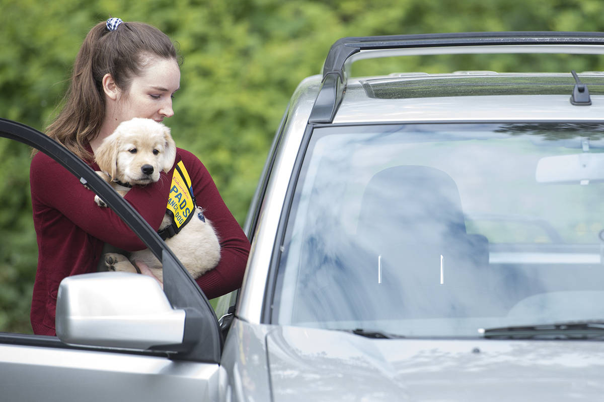 PHOTOS: Hopeful service dogs get picked up by B.C. trainers drive-thru style