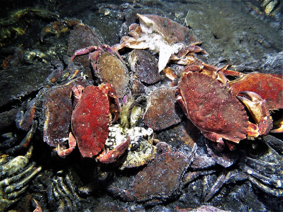 22569417_web1_200903-CHC-Ocean-tires-removal-crabs_2