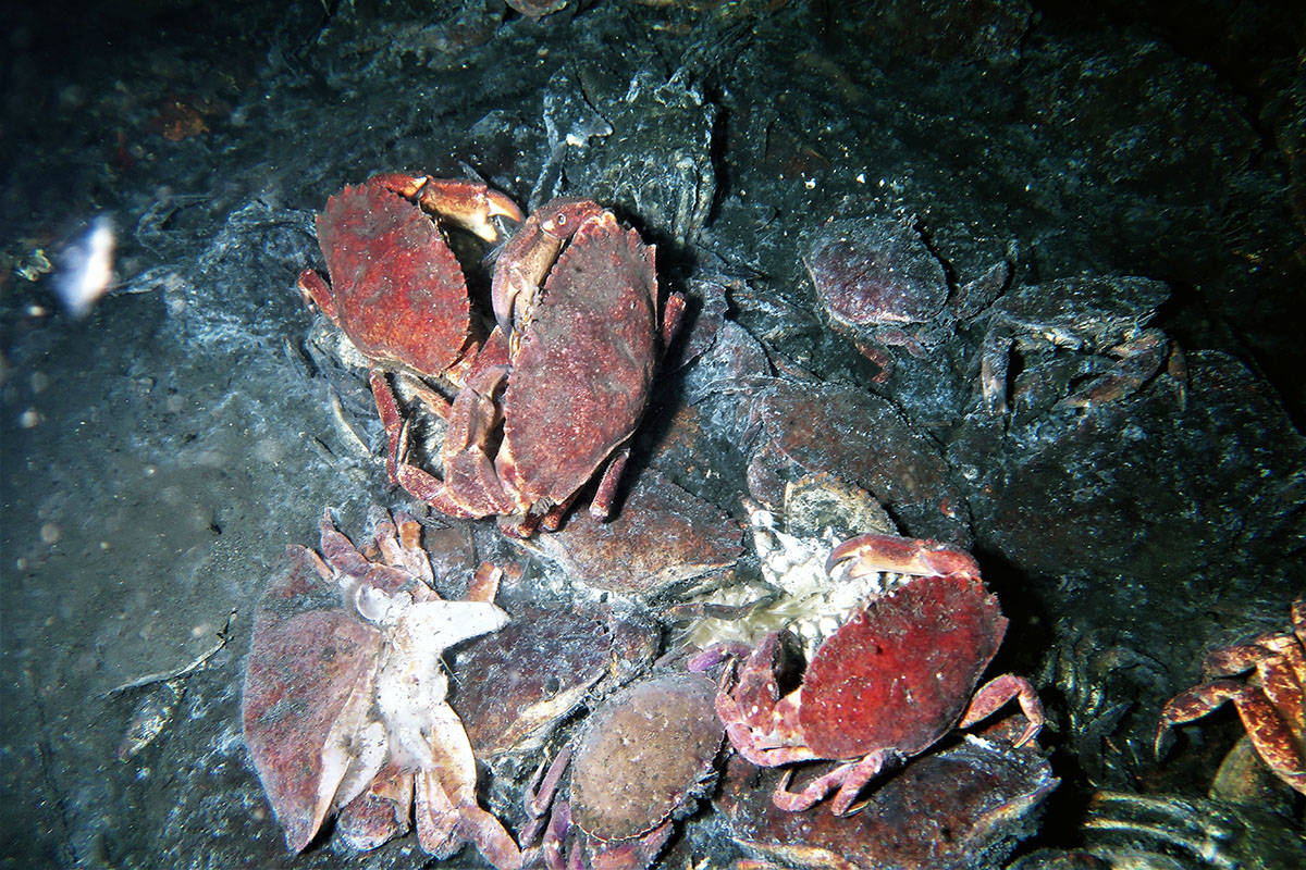 22569417_web1_200903-CHC-Ocean-tires-removal-crabs_3