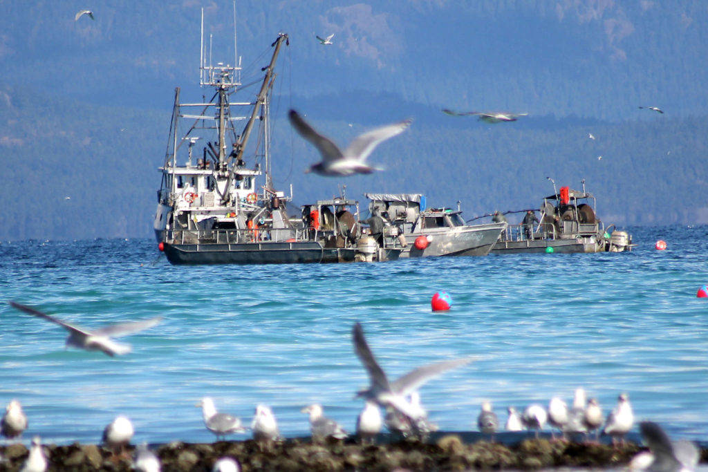 B.C. commercial salmon fishermen discuss cures for an industry on