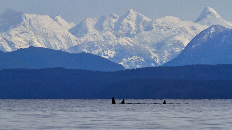 24367053_web1_210228-CRM-Orca-off-pier-ORCA_4