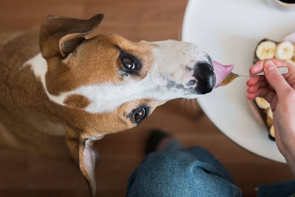 24451151_web1_dog-eating-peanut-butter-breakfast-table-825x434