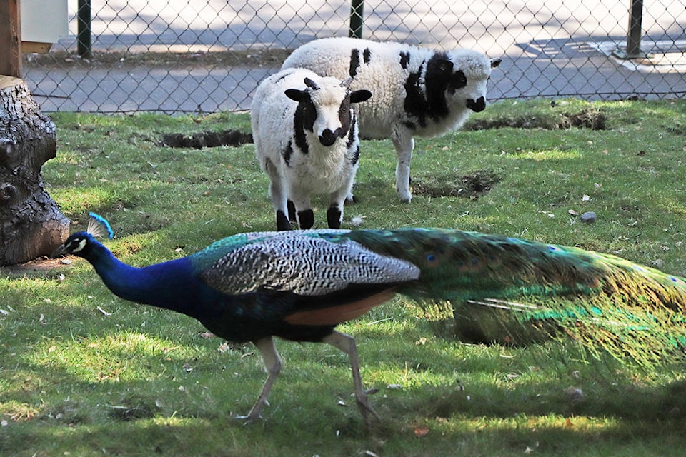 A peacock struts by a pair of lamb siblings at the Beacon Hill Children’s Farm, which remains closed to the public. (Don Descoteau/News Staff)