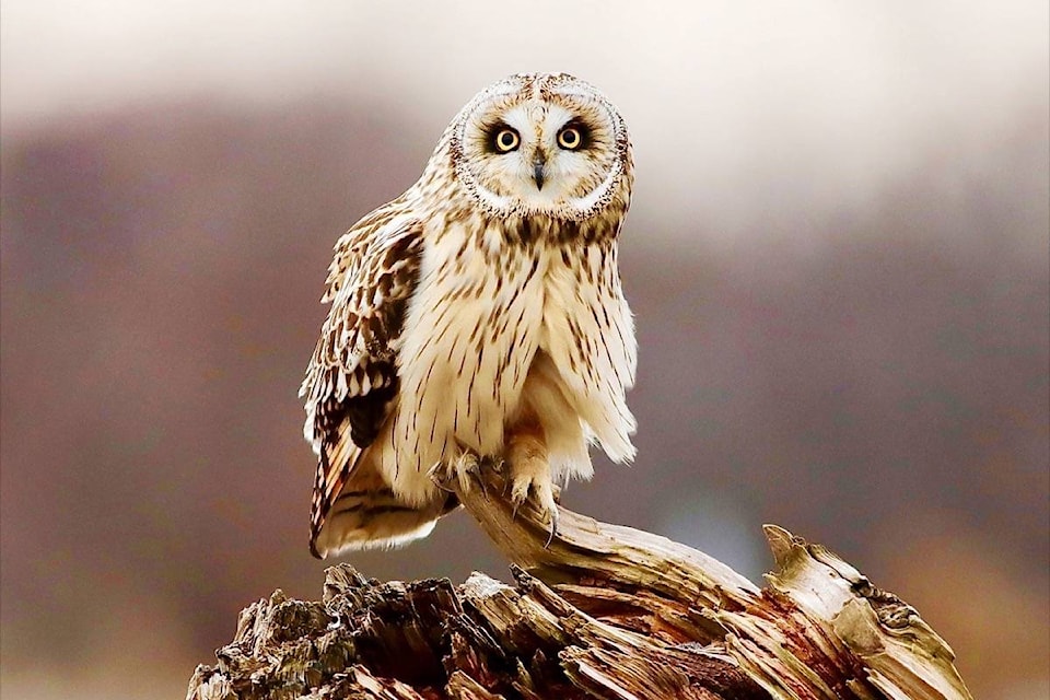 25751897_web1_210715-PAN-SPCA-Photo-Contest-owl_1