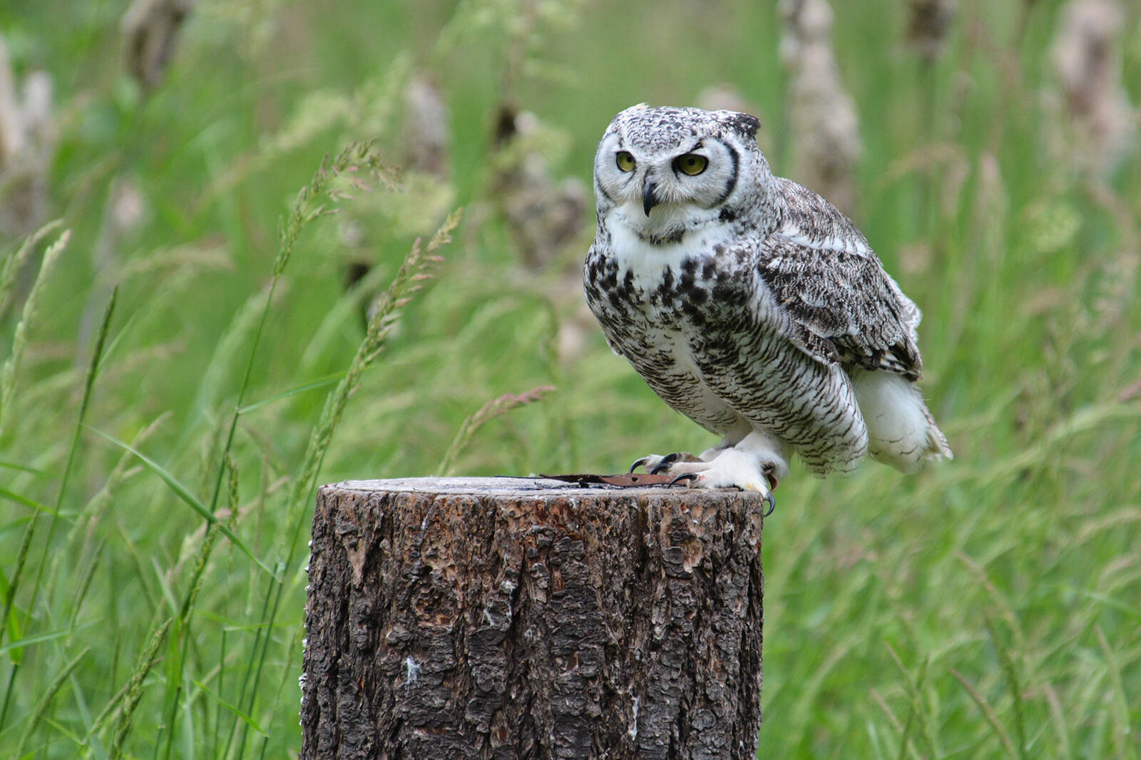 See raptors up close (really close!) at this Vancouver Island attraction