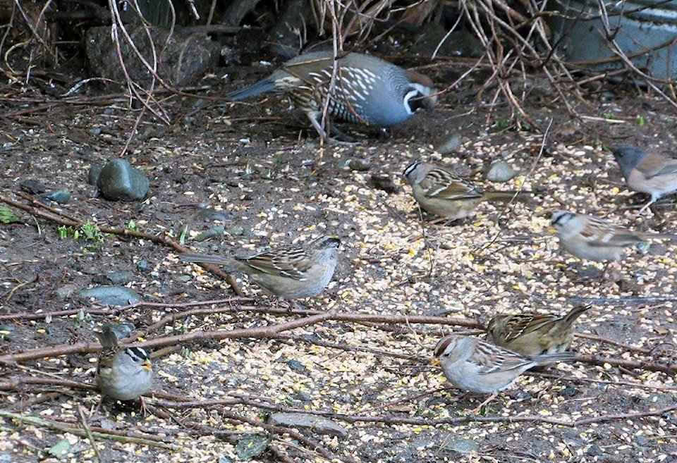 27761164_web1_220113-CHC-Bird-count-results_2