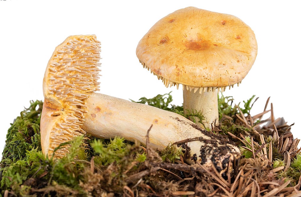 27828526_web1_220120-CHC-Museum-exhibit-mushrooms_2
