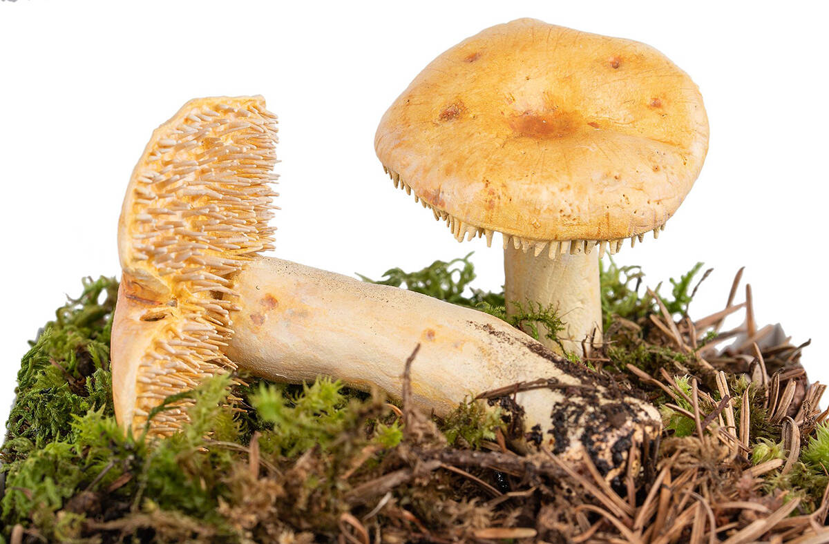 Travelling exhibit on B.C.’s marvellous mushrooms visits Cowichan Valley Museum