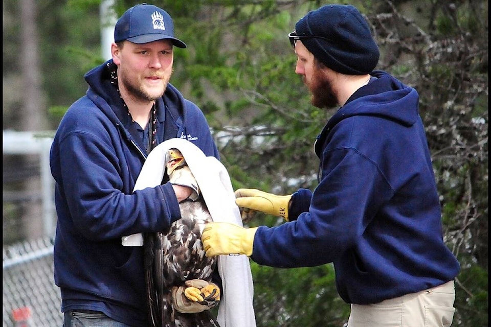 North Island Wildlife Recovery Centre animal care supervisor Derek Downes, right, hands over the young eagle to Andrew Cotton. (Michael Briones photo)