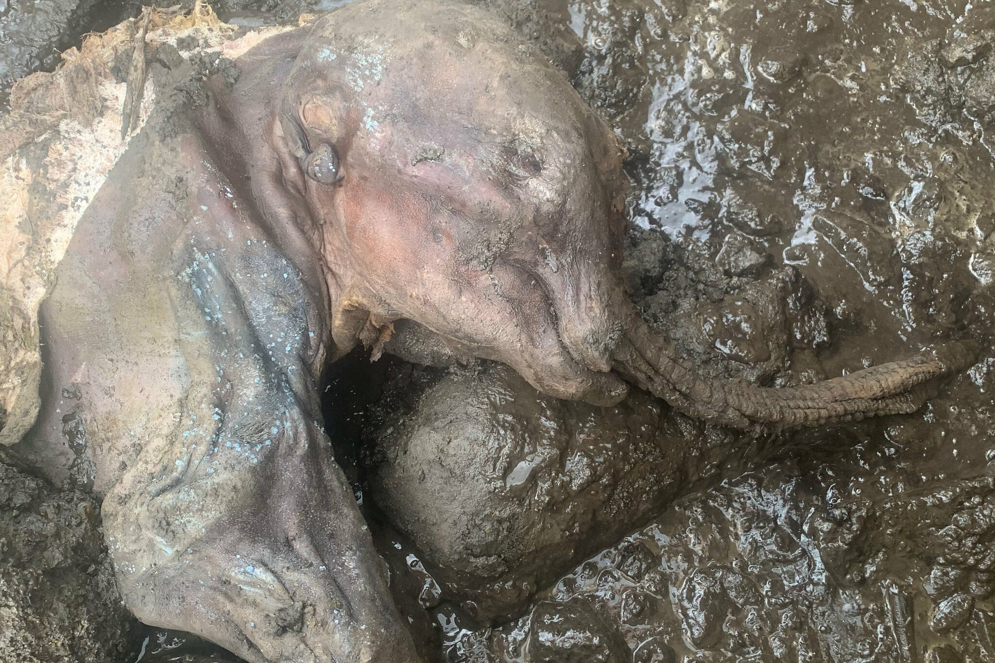 Nearly complete, 30,000-year-old mummified baby woolly mammoth discovered in Yukon
