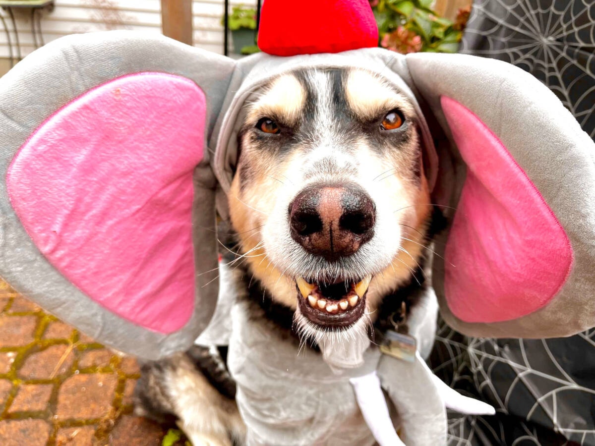 Elephant costume for a dog deals