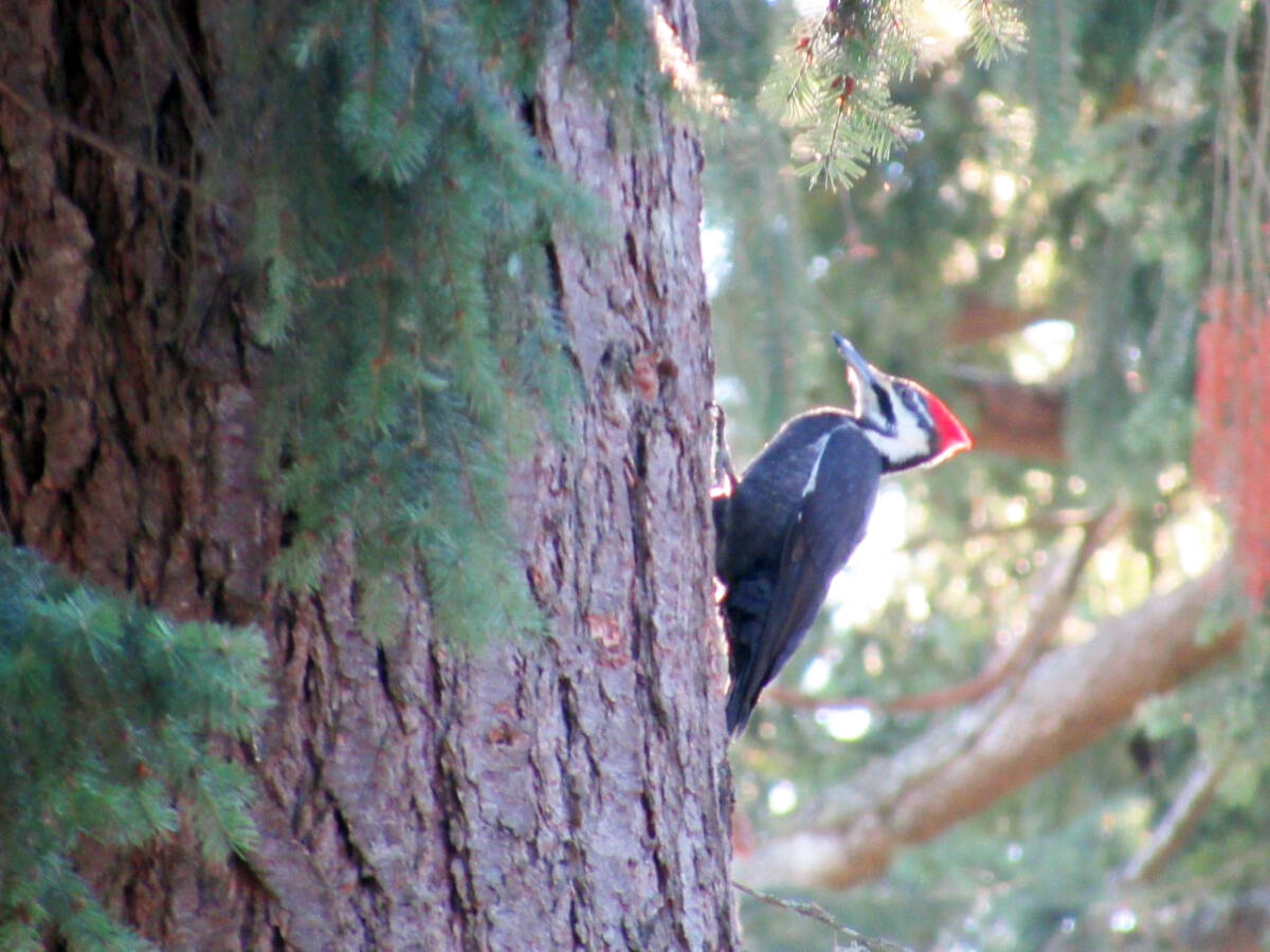 31278497_web1_221215-CHC-Bird-count-coming_3