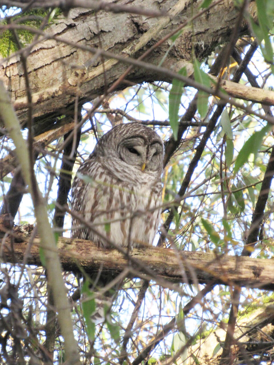 31278497_web1_221215-CHC-Bird-count-coming_4