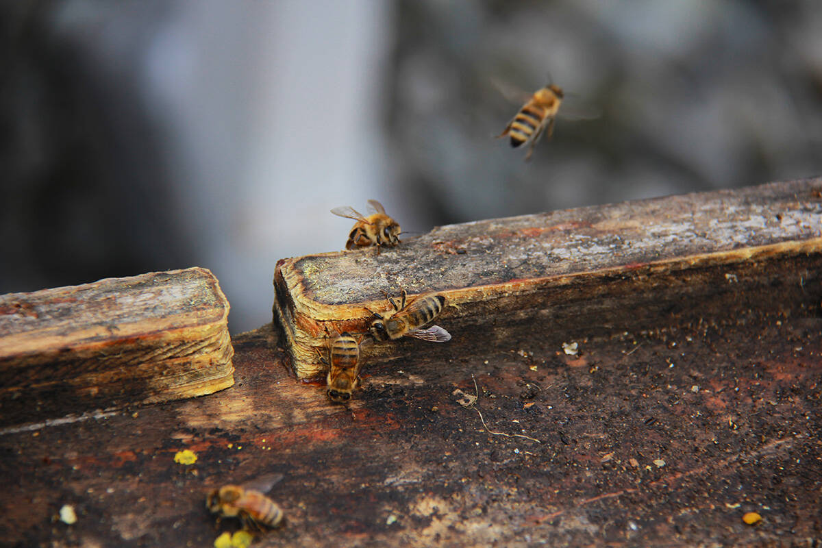 Honey bees flit in and out of their colony atop an apartment building in Vancouvers West End. (Jane Skrypnek/Black Press Media)