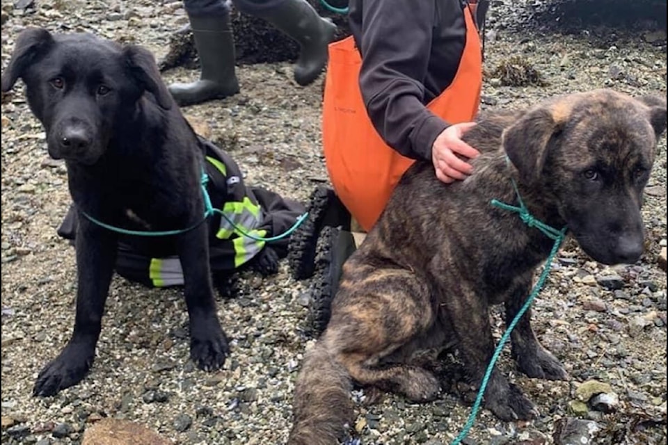 Bear and Tiger being rescued from Minstrel Island. (Dalynn St Pierre Facebook photo)