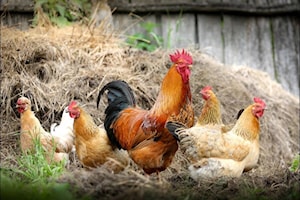 $325K announced for avian flu research in Abbotsford and Chilliwack