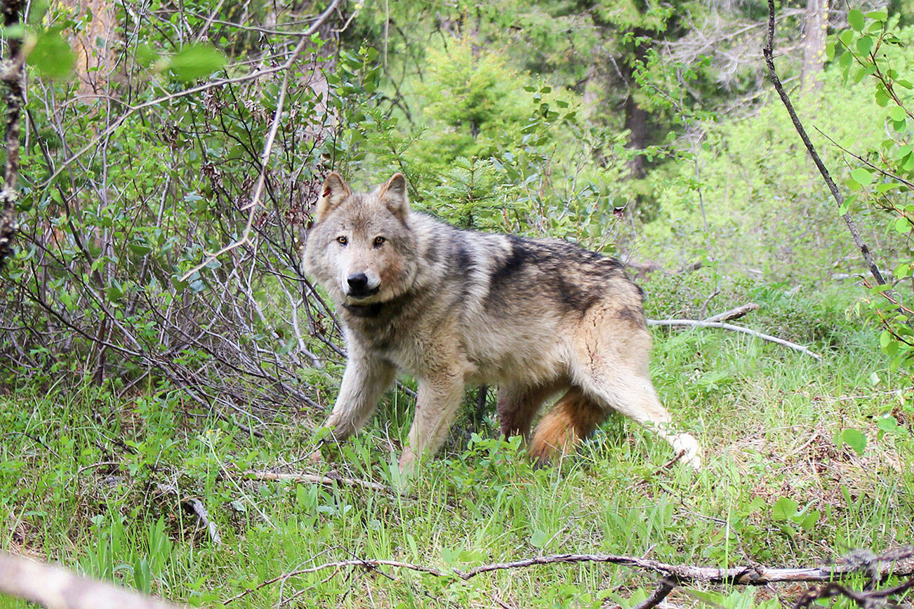 Wolf attacks dog in Prince Rupert on B.C. north coast