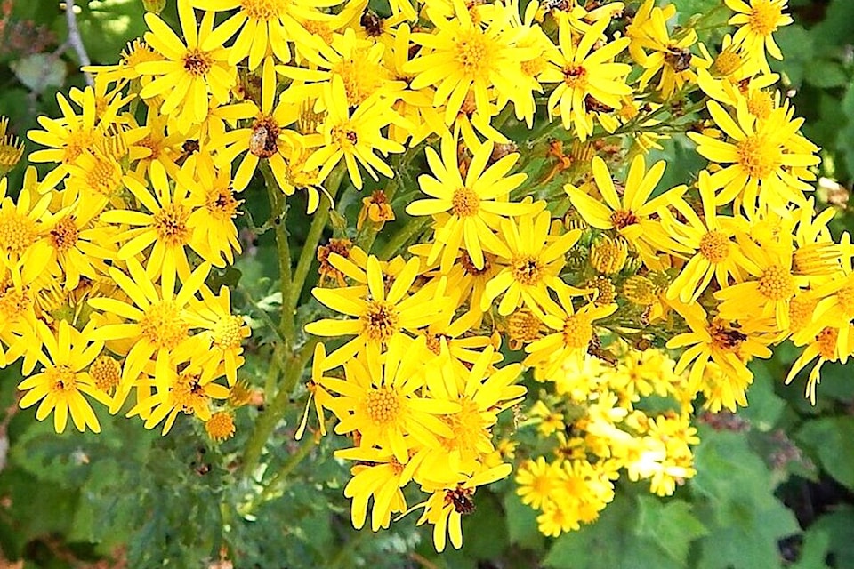 tansy-ragwort-fviss