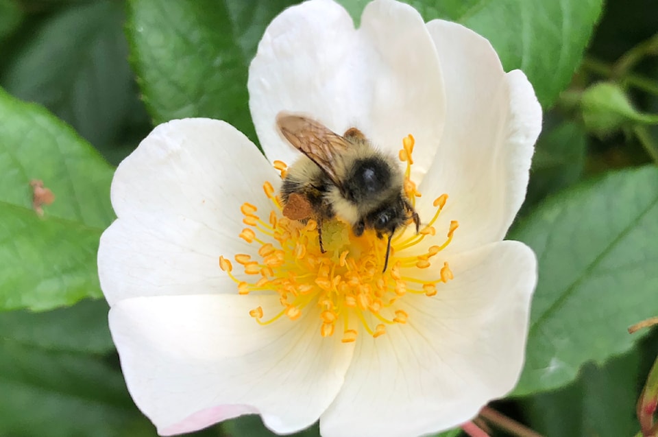bee-on-flower