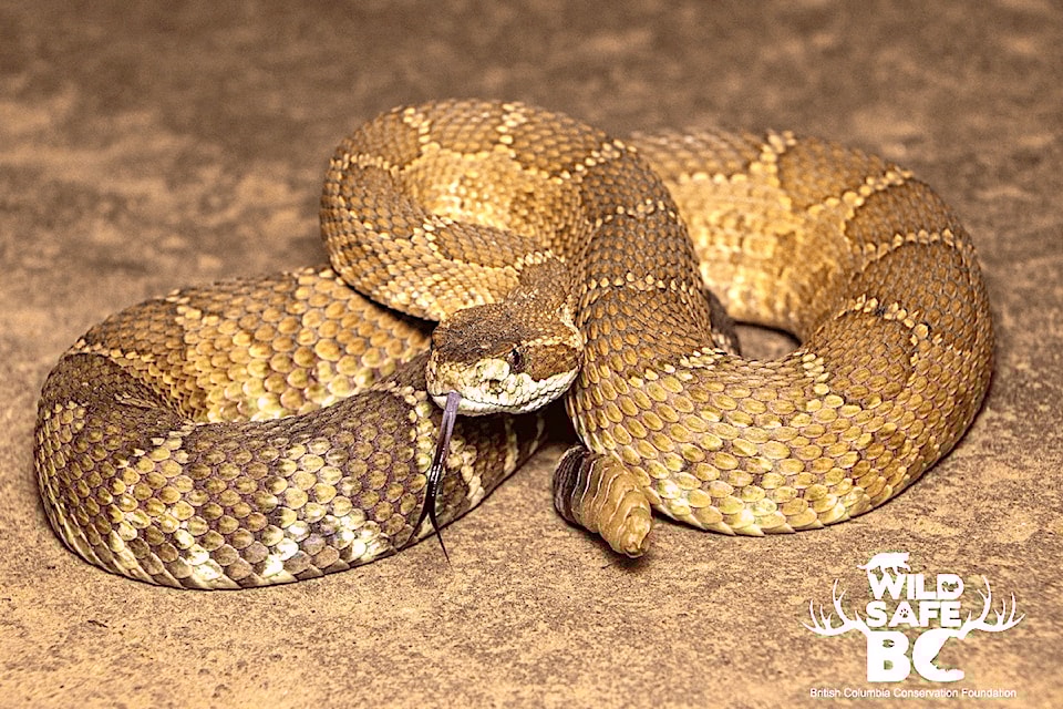 rattlesnake-wildsafebc