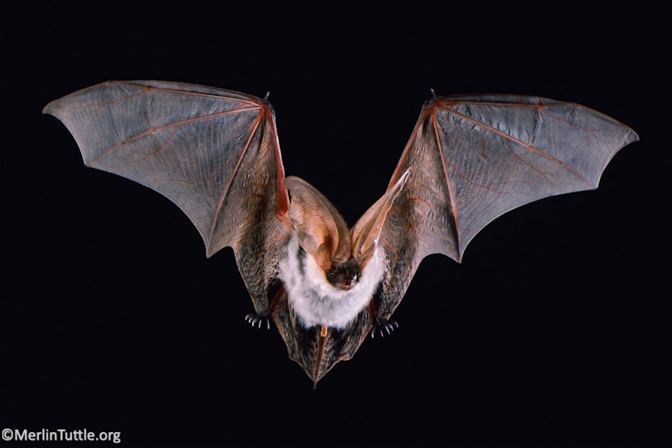 batsmerlintuttleorg