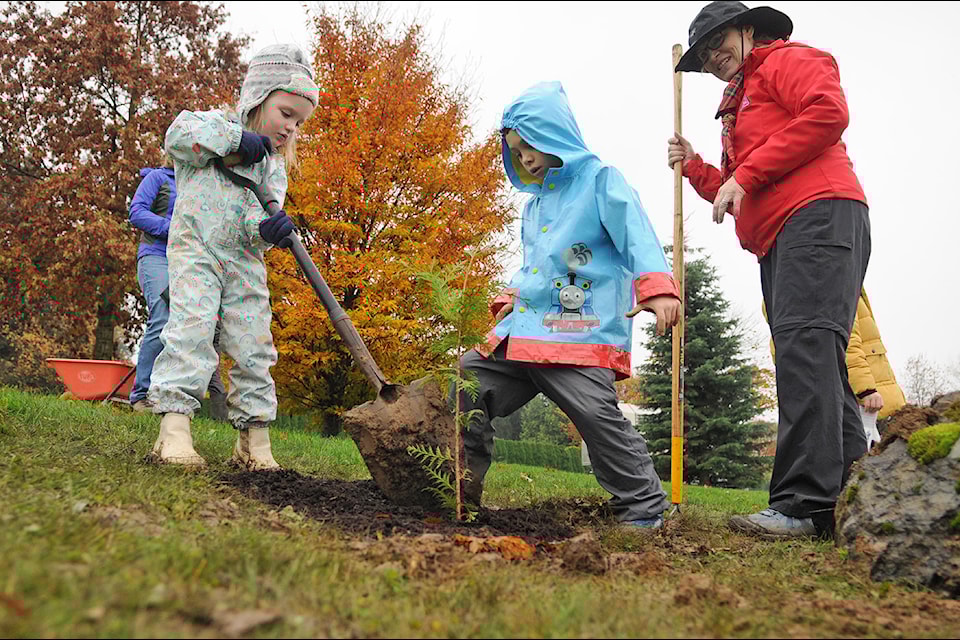 Volunteer Scouter Julie Pierce helps Beavers from 6th Chilliwack Scouts plant Western red cedars at Jinkerson Park on Saturday, Nov. 9, 2024. (Jenna Hauck/ Chilliwack Progress)