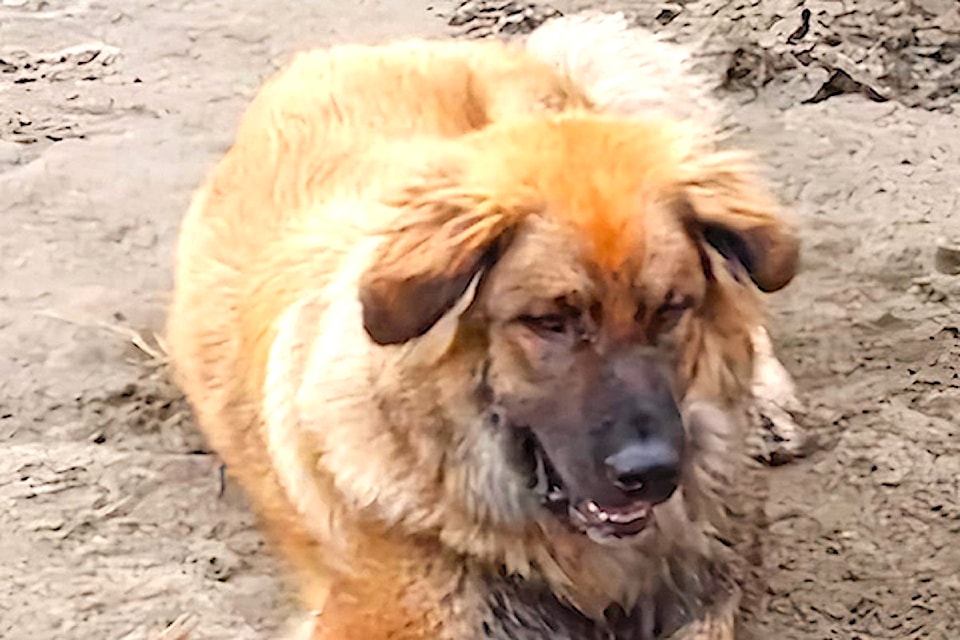 A Ryder Lake family is looking for their dog Simba after the house fire Nov. 13.