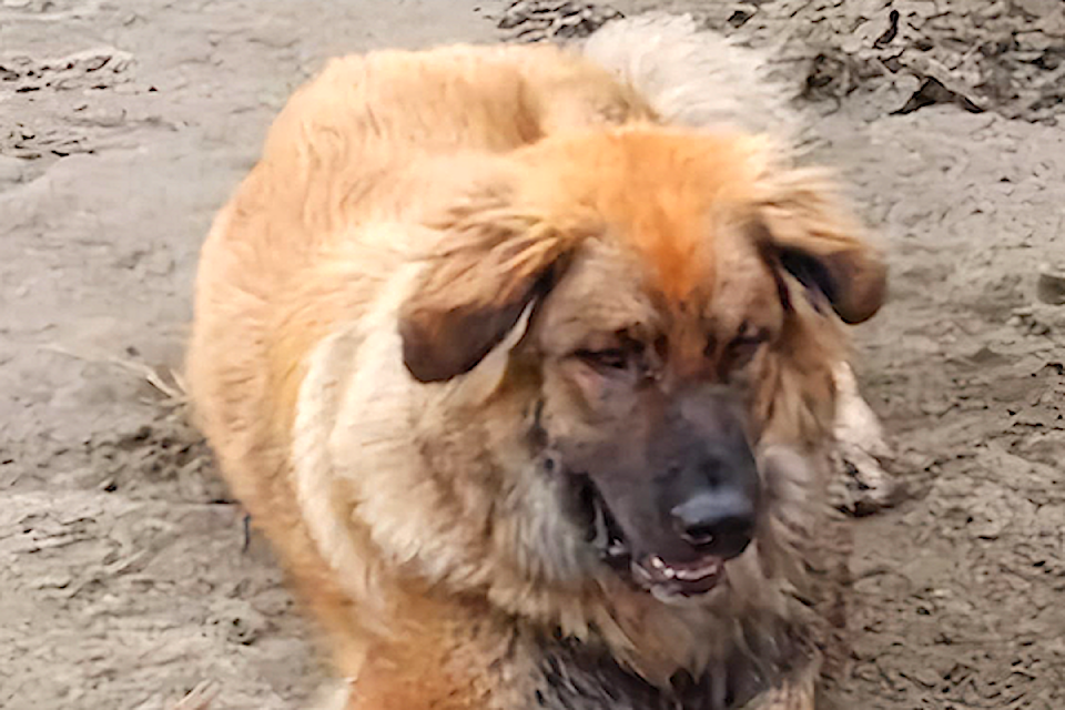 A Ryder Lake family is looking for their dog Simba after the house fire Nov. 13.