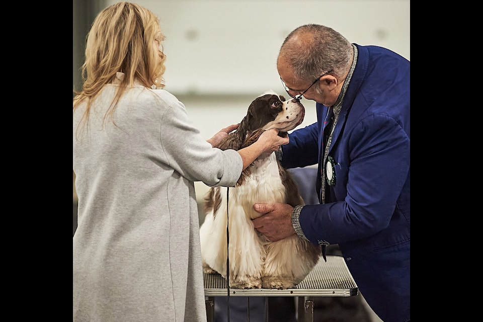Judge Martin Baskaran gets a close look at a dog during the Mt. Cheam Canine Association's Fall Spectacular dog show at Chilliwack Heritage Park on Sunday, Sept. 29, 2024. 