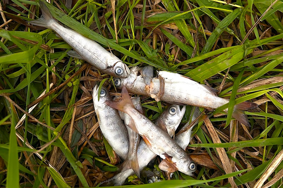 Dead fish found in the Hope Slough system in Chilliwack at the end of Annis Road.  (Cheam First Nation)