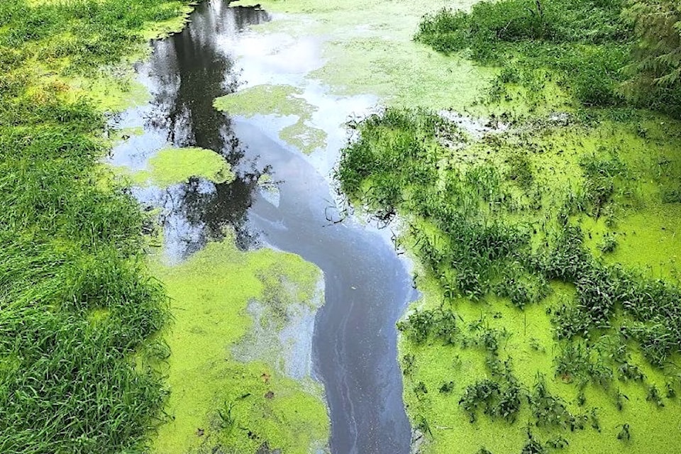 An oily sheen on the water appeared after a fish kill in the Hope Slough was reported Sept. 23, 2024. (Cheam First Nation) 