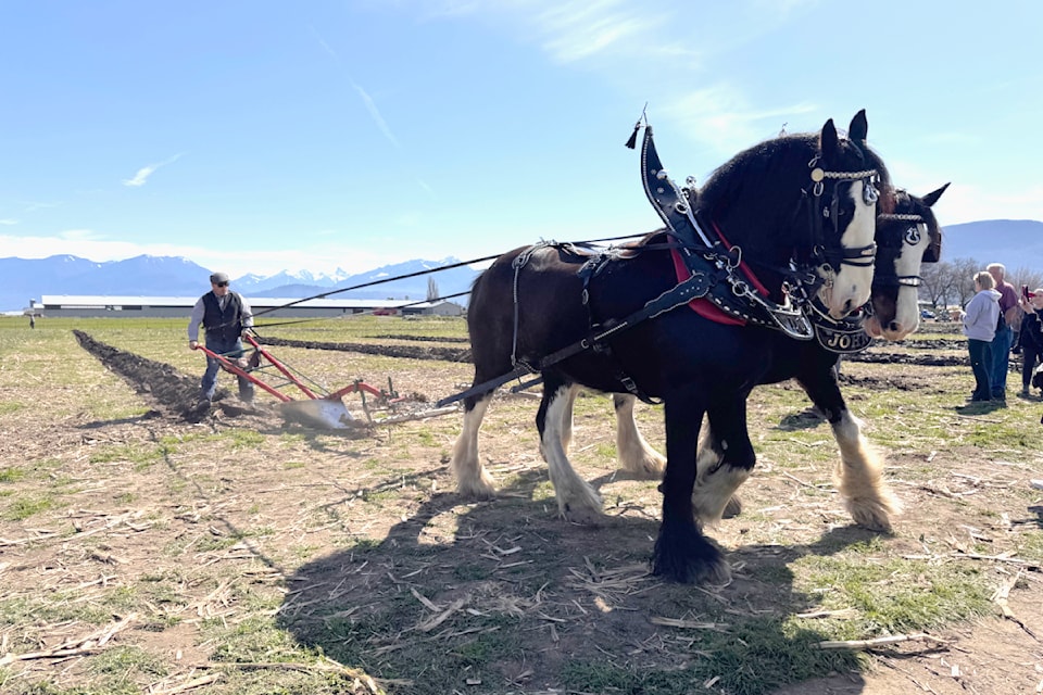 Adam Degenstein, from Armstrong, competes at the 103rd annual Chilliwack Match on April 5, 2025, with Clydesdales Doc and John.  