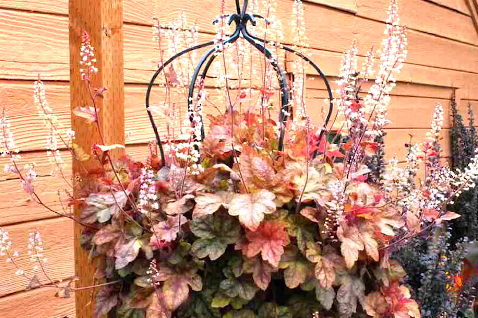 heucherella_redstonefalls_2-cropped