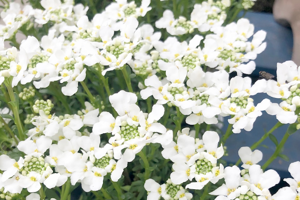 iberis-crop