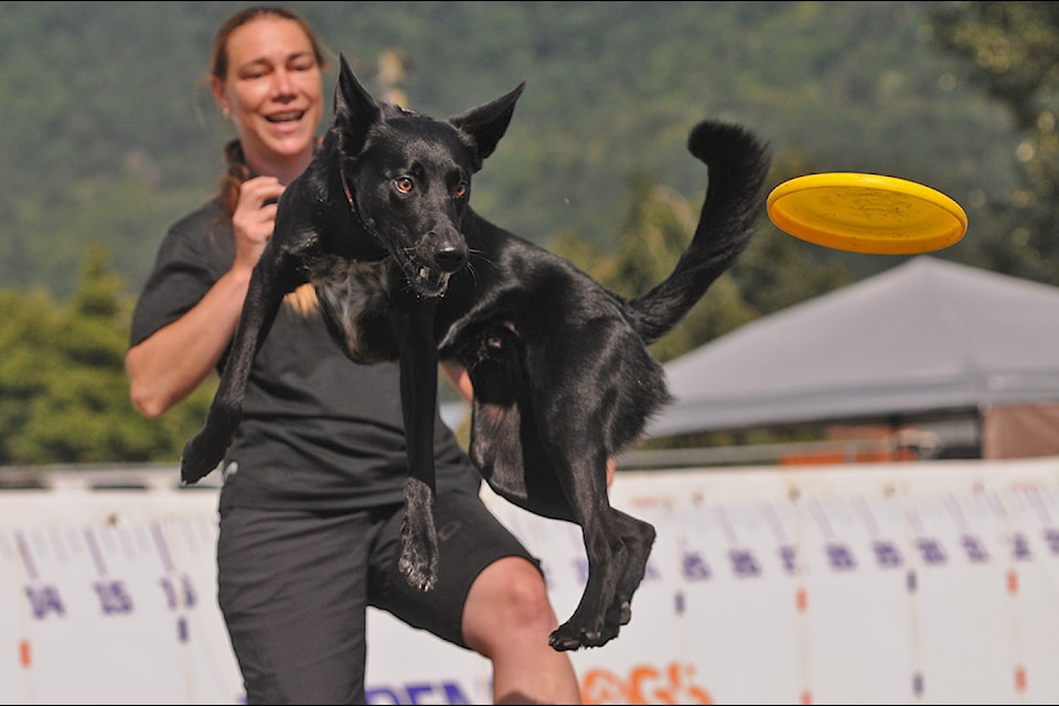 Dove Cresswell watches as dog Ninja goes for a disc in the Extreme Dogs show during the 153rd annual Chilliwack Fair at Chilliwack Heritage Park on Saturday, Aug. 9, 2025.