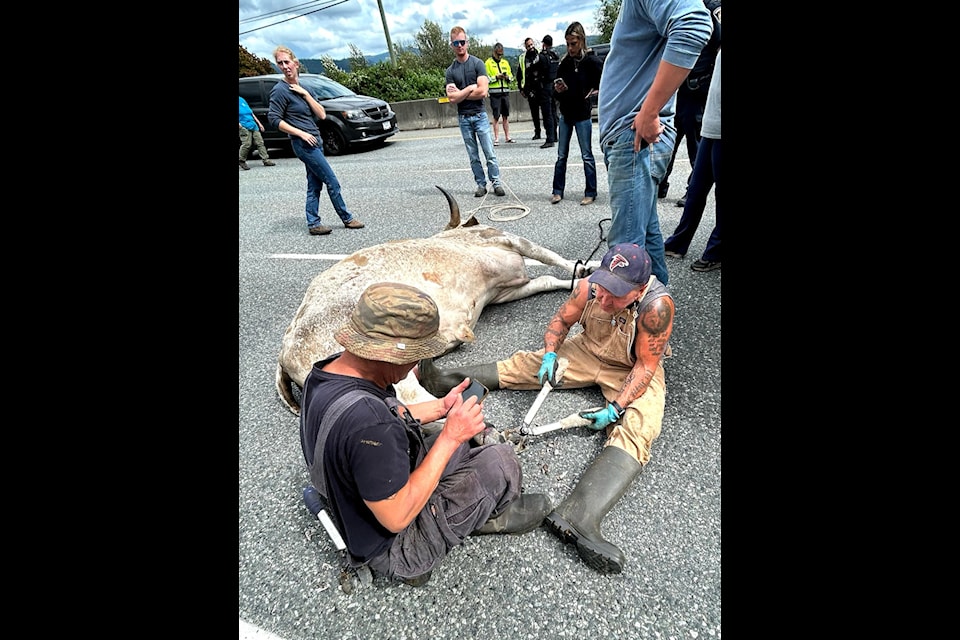 This bull escaped a farm in Matsqui where he was due to have his hooves trimmed, made it to Highway 11 in Abbotsford and had to be tranquilized in order for crews to get him onto a trailer on Saturday, Aug. 16, 2025. The bull was not injured. 