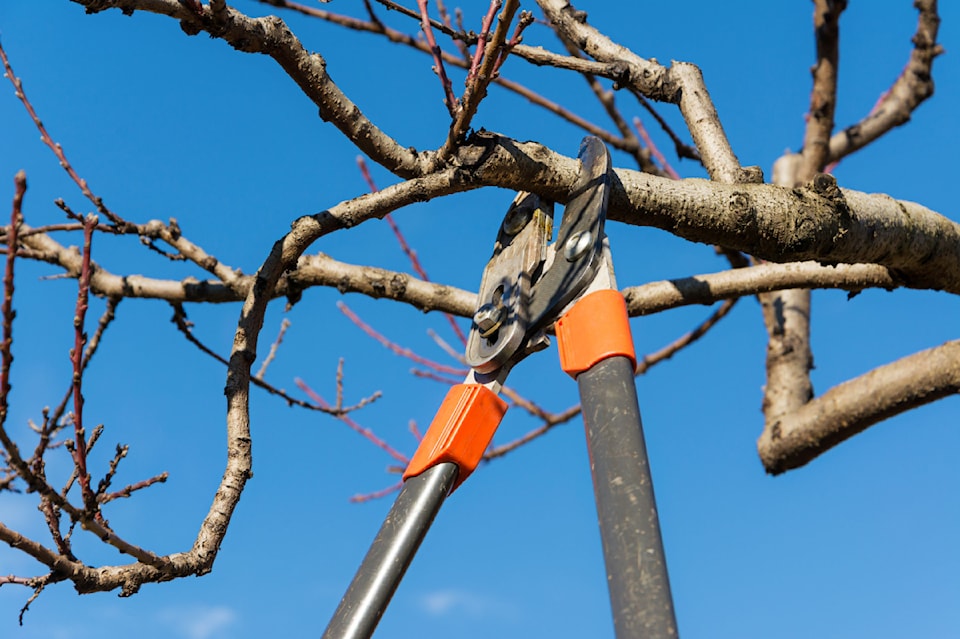 pruningpic-for-minter-column