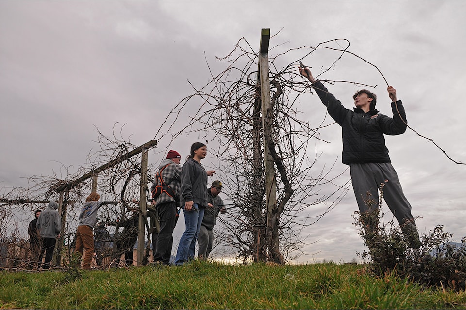 Students at Sardis Secondary prune branches at the school's off-campus farm on Feb. 27, 2025.