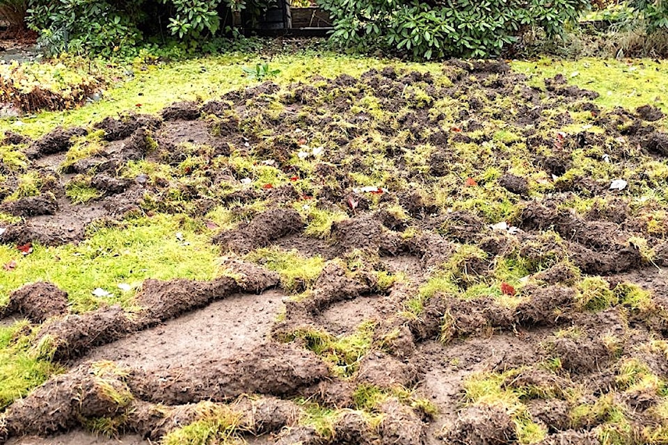 chafer-beetles