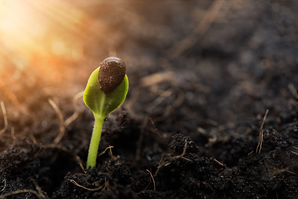 seed-sprouting-1