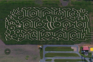 Buzz around and get lost at bee-themed corn maze in Chilliwack