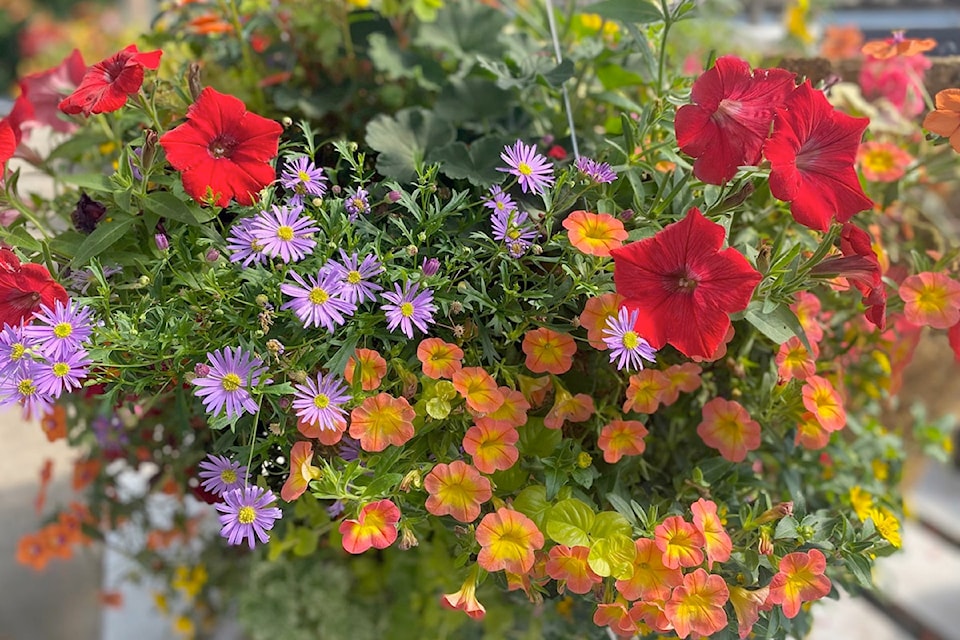 minter_hangingbaskets