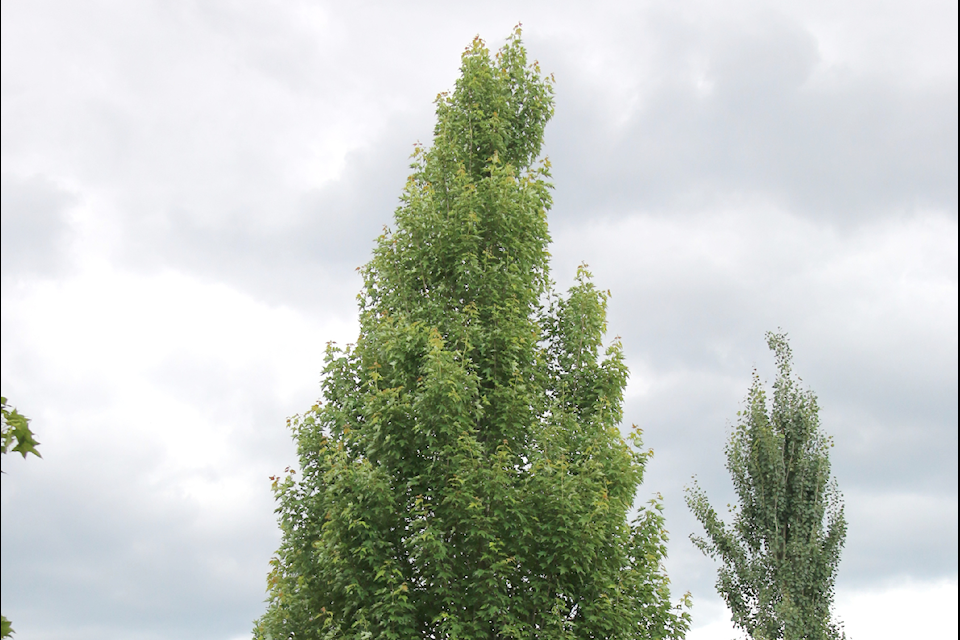 An Armstrong gold maple. 
